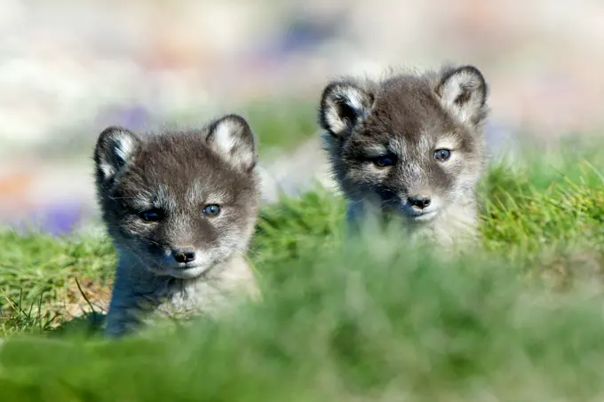 Arctic fox pups (Alipex lagopus) at the mouth of their natal den, Victoria Island, Nunavut, Arctic Canada