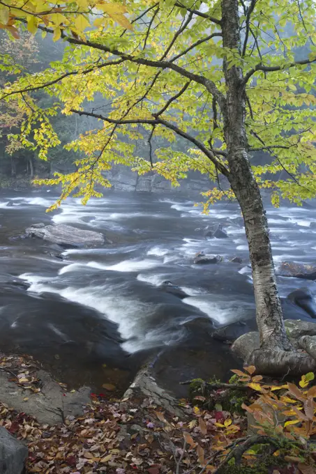 Autumn Scene on the Oxtonge River, Muskoka, Ontario, Canada