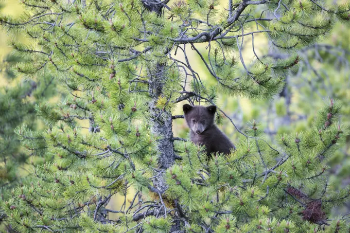 Black bear cub