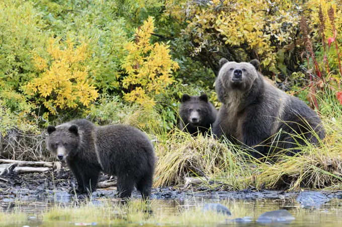 Grizzly bear family in fall colours along a river during salmon season, British Columbia, Canada