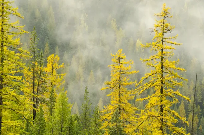 Alpine Larch (Larix lyallii) in the fall at Kootenay Pass between Creston and Salmo, British Columbia