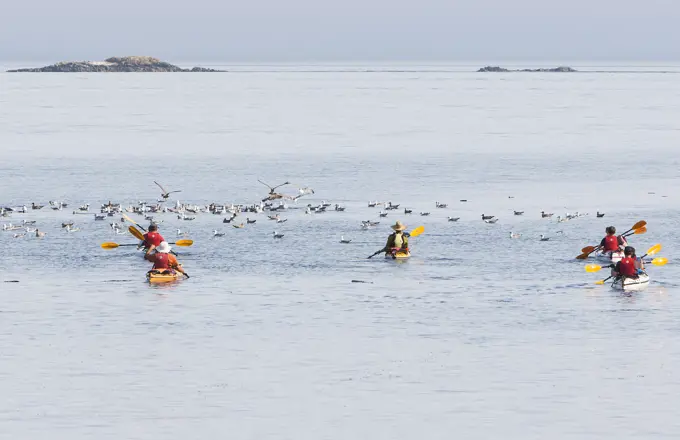 Kayakers head out of Telegraph Cove for a day's paddle on the waters of Johnstone Strait.