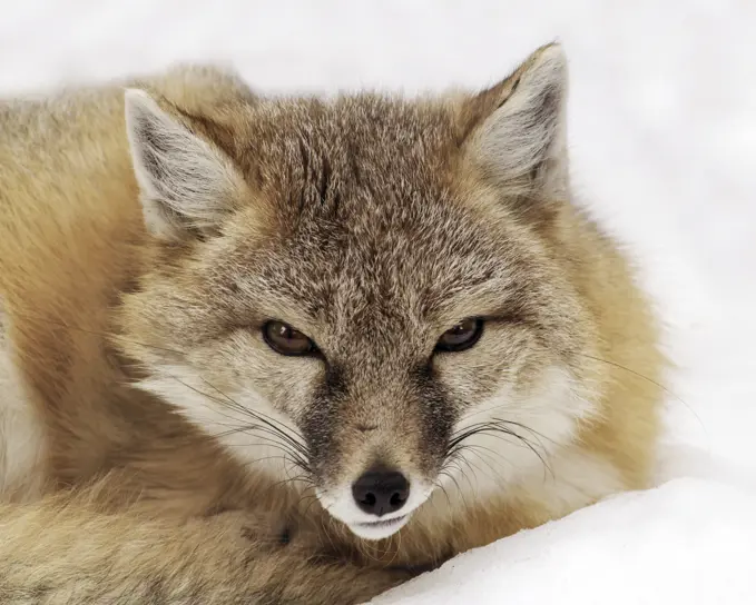 A Swift Fox (Vulpes velox) resting on the snow in Saskatoon