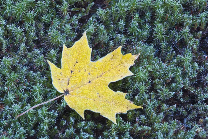 Frost on fallen autumn sugar maple leaf on hair-cap moss.Muskoka, Ontario, Canada