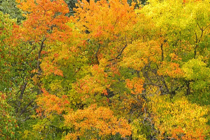 Autumn colors in Seine River Forest, Winnipeg, Manitoba, Canada