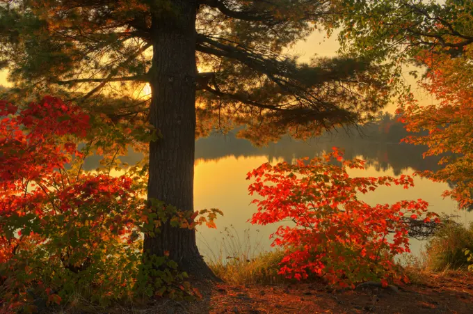 Autumn scenic at Beales Lake Wharncliffe Ontario Canada