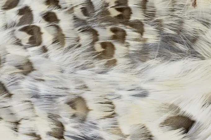 Ruffed grouse (Bonassa umbellus) plumage, Greater Sudbury, Ontario, Canada