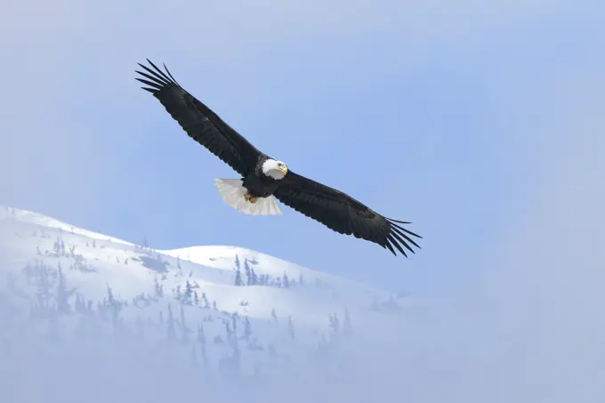 Adult bald eagle (Haliaeetus leucocephalus), temperate rainforest, coastal British Columbia, Canada