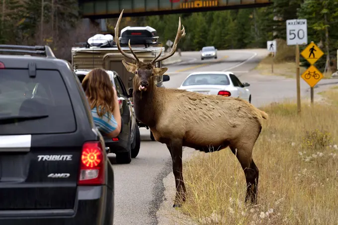 A wild bull elk Cervus elaphus; making funny faces as a young photographer tries to get a picture in Jasper National Park, Alberta, Canada