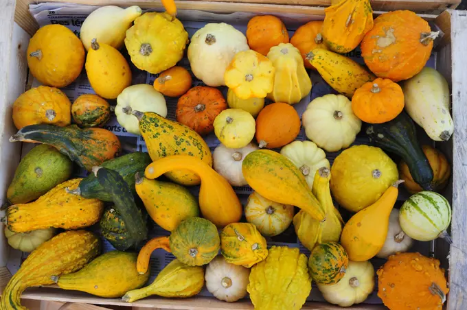 autumn pumpkin festival, Issegeac, Dordogne Department, Aquitaine, France