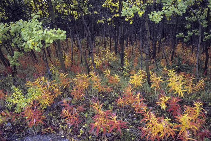 Fireweed in autumn. Yukon