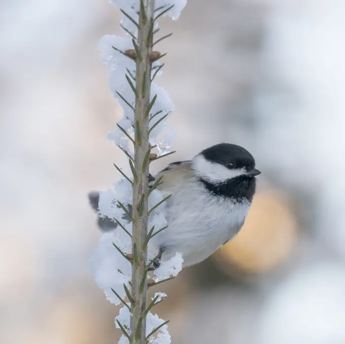 Black Capped Chickadee, Poecile atricapillus, Ontario, Canada