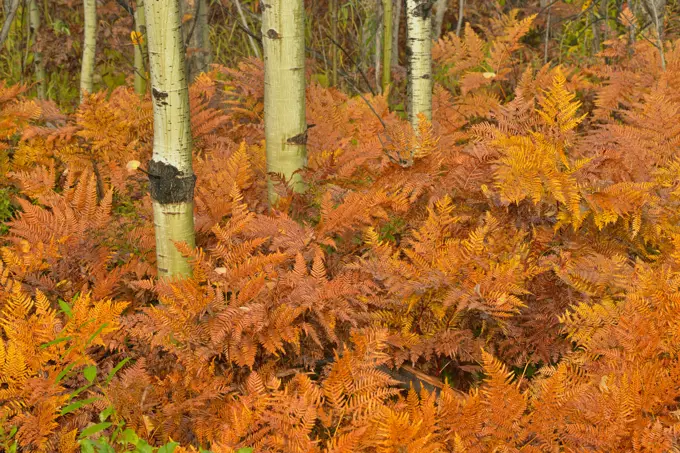 Bracken ferns (Pteridium aquilinum) and aspen tree (Populus tremuloides) trunks in autumn, Greater Sudbury, Ontario, Canada