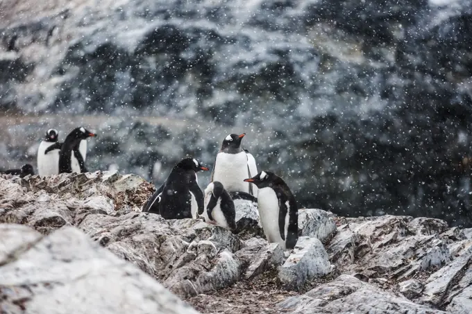 A breeding colony of Gentoo Penguins at Cuverville receives a dusting of snowfall, Antarctic Peninsula, Antarctica