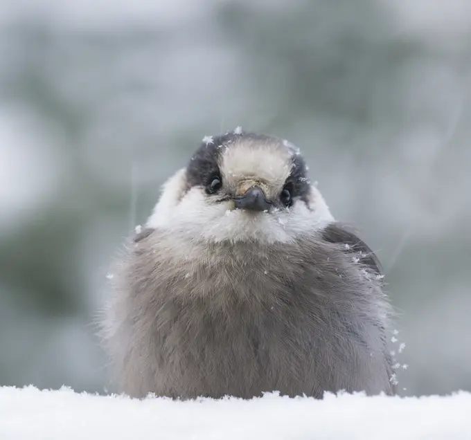 Gray Jay, Perisoreus canadensis, North Eastern Ontario, Canada