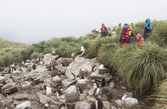 Adventure tourists look onto a Black Browed Albatross rookery where young are being raised and Rock Hopper Penguins also reside. West Point Island, Fa...