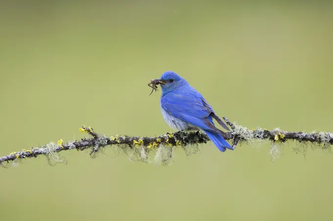 Mountain bluebird (Sialia currucoides), male with six-spotted fishing spider (Dolomedes triton) for chicks, Cariboo Region, British Columbia, Canada.