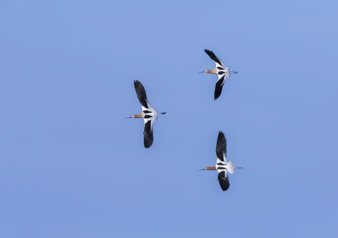 American Avocet (Recurvirostra americana) In flight, against blue sky,, colorful shorebird. Rural Alberta, Canada