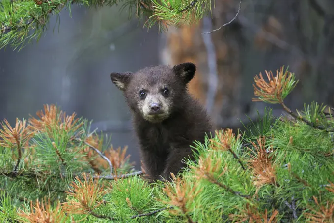 Cinnamon-coloured black bear in Jasper National Park