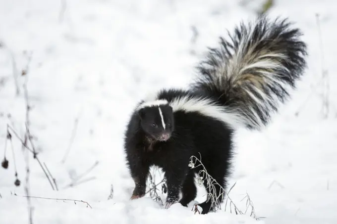 Striped Skunk, Mephitis mephitis