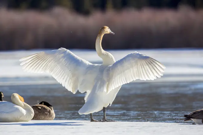 Trumpeter swan, Cygnus buccinator