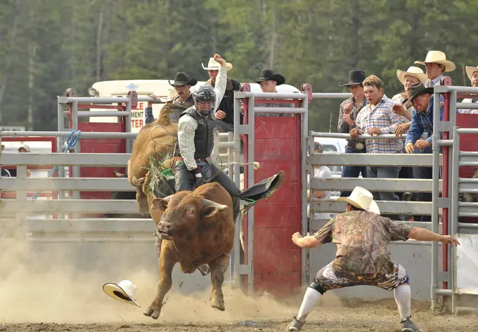 A bull rider tries his hand at riding a bucking bull at a rodeo in Hinton Alberta Canada