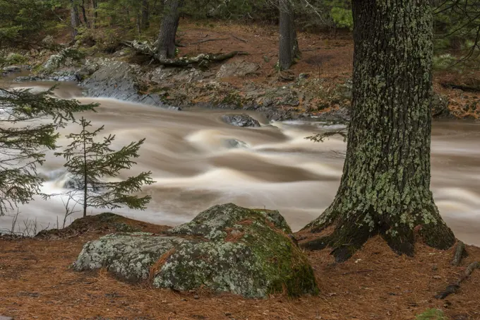 Standing waves and rushing water in the Amnicon River with shoreline pine trees