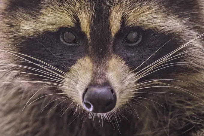 Raccoon (Procyon lotor) in Muskoka near Parry Sound, Ontario, Canada