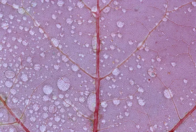 Red maple leaves (Acer rubrum) in autumn, Sioux Narrows, Ontario, Canada