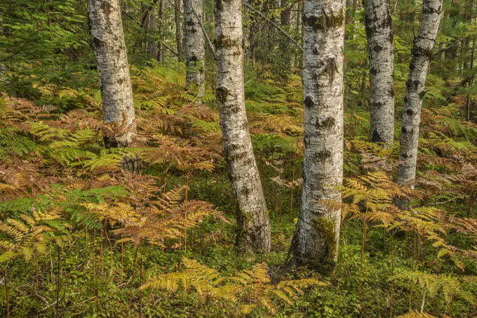 Aspen Trees and Bracken Fern in autumn in Algonquin Provincial Park, Ontario, Canada