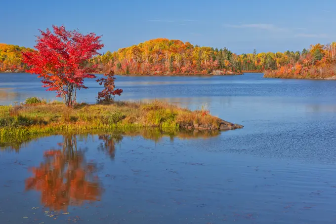 Red maple in autumn at St.Poithier Lake Worthington Ontario Canada