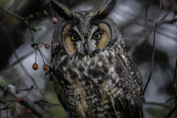 The long-eared owl (Asio otus), also known as the northern long-eared owl, is a species of owl which breeds in Europe, Asia, and North America