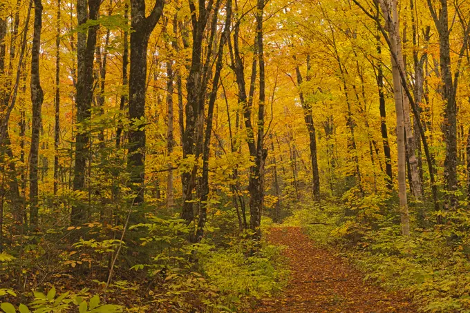 Path in the Acadian forest in autumn foliage. Aroostook New Brunswick Canada