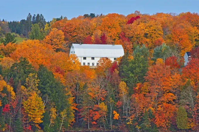 Barn and the Acadian forest in autumn foliage, Rolling hills, Mactaquac, New Brunswick, Canada