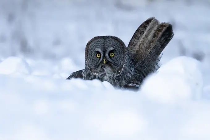 Great grey owl, Strix nebulosa, with prey near Westlock, Alberta, Canada