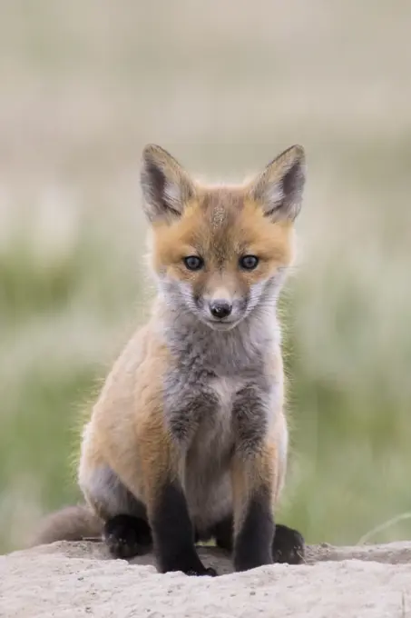 Red fox, Vulpes vulpes, kit near Fort MacLeod, Alberta, Canada.