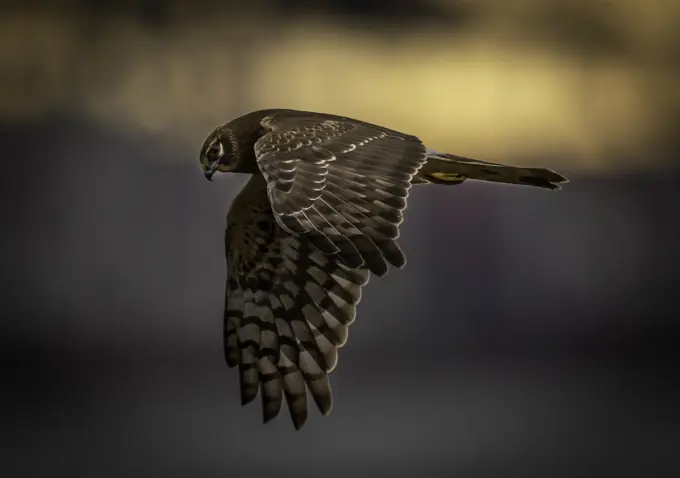 The Northern Harrier, Circus cyaneus, flying over a meadow in search of prey in British Columbia, Canada