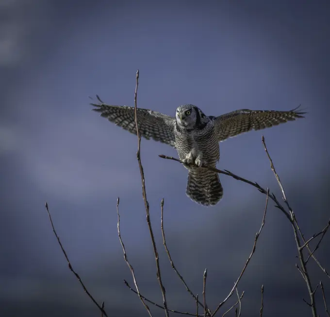 One of North America's most distinctive birds, the Northern Hawk Owl (Surnia ulula) hunts by day from conspicuous perches across the boreal forest