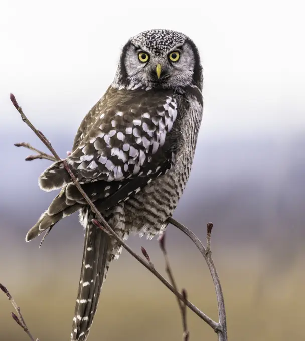 One of North America's most distinctive birds, the Northern Hawk Owl (Surnia ulula) hunts by day from conspicuous perches across the boreal forest