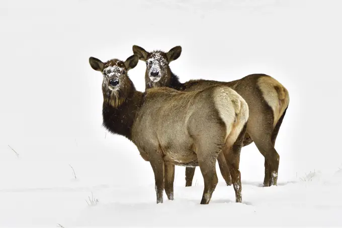 Two wild female elk (Cervus elaphus); standing in the fresh snow of winter in rural Alberta Canada