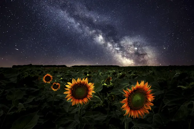 Milkyway over sunflower field Manitoba Canada Composite image 2 exposures