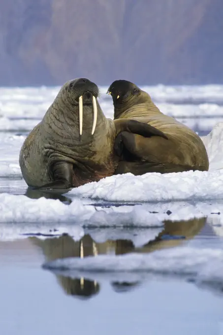 Atlantic walruses Odobenus rosmarus rosmarus loafing on the pack ice, Alexandra Fiord, east_central Ellesmere Island, Canadian High Arctic