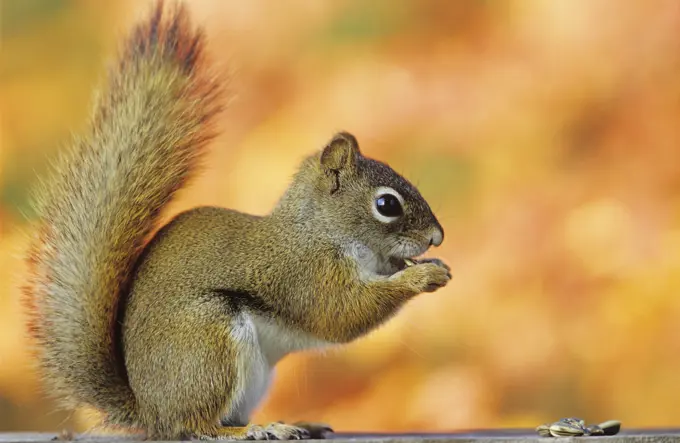 Red squirrel eating nuts, winnipeg, manitoba, Canada