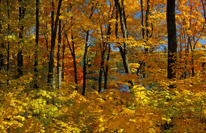 sugar maples in autumn splendor Gatineau Park Quebec Canada