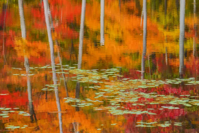 Autumn Reflections, Muskoka, Ontario, Canada