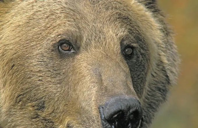 Grizzly Bear. Autumn. Rocky Mountains, British Columbia, Canada.