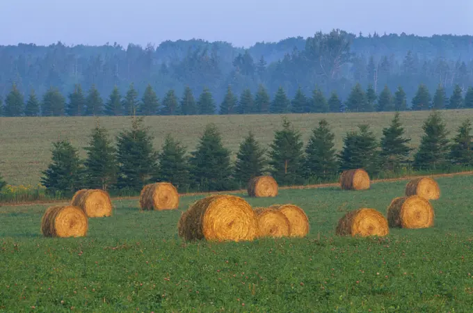 Bales of hay, Tryon, Prince Edward Island, Atlantic Canada, Canada
