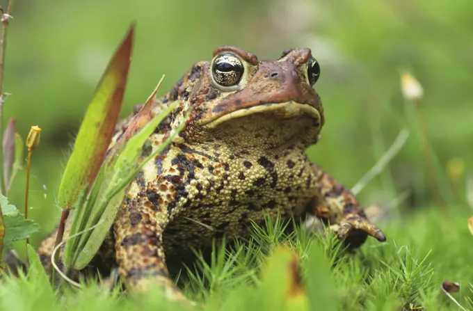 American toad buffo americanus in grass, walden ontario, canada