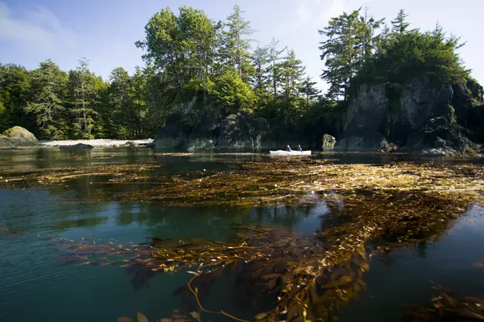 Two Kayakers in Kyuquot Sound paddle amongst the kelp forests and haystock rock formations on Vancouver´s Northern West Coast. Spring Island, Kyuquot ...