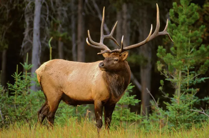 Rocky Mountain Elk bull Cervus elaphus, Jasper National Park, Alberta, Canada.